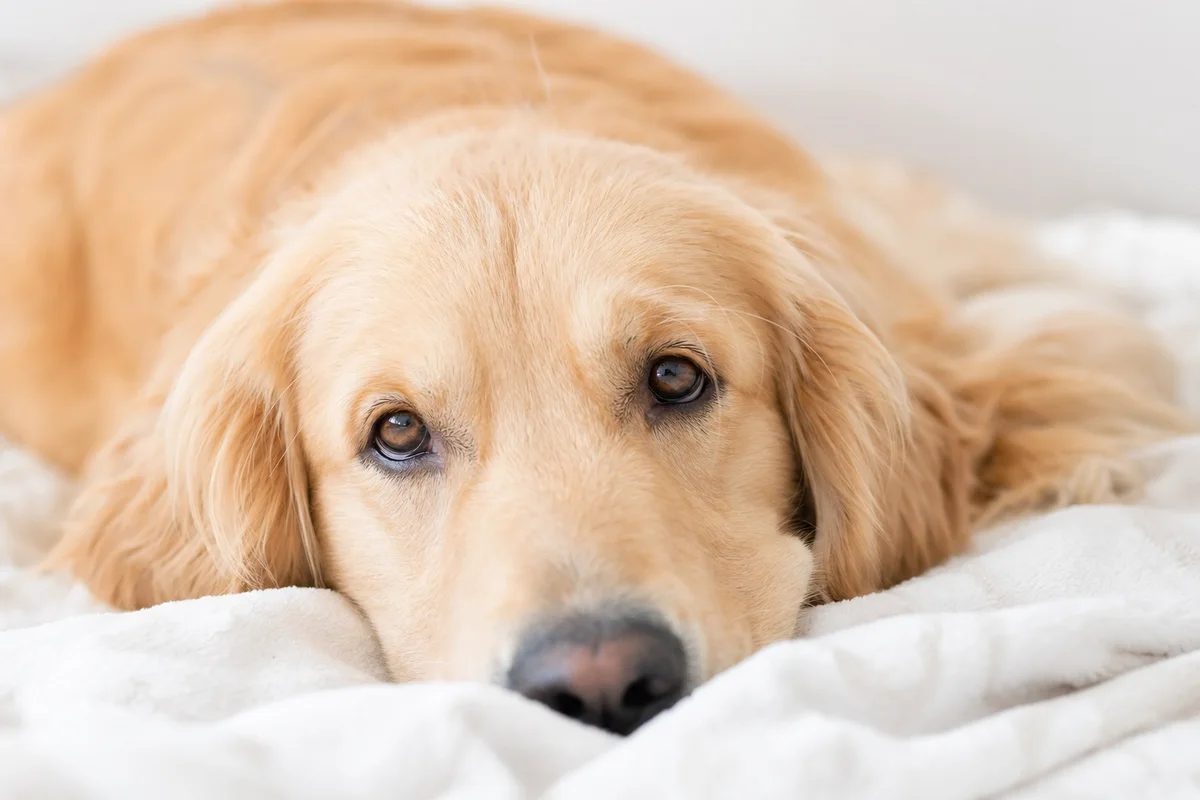 A golden retriever resting peacefully